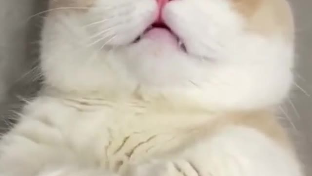 meow 😭❤️ #youtubeshorts #shorts