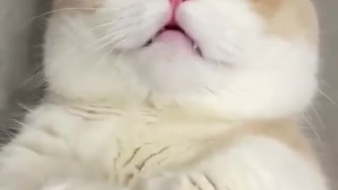 meow 😭❤️ #youtubeshorts #shorts