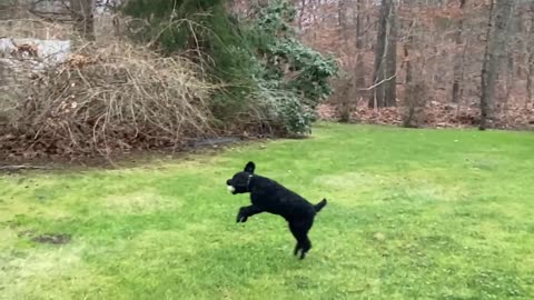 Cooper’s GOAT Catch!