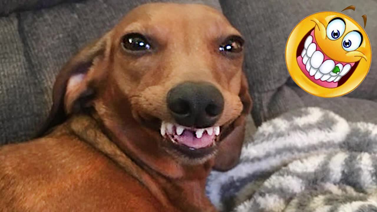 Best funny dog video