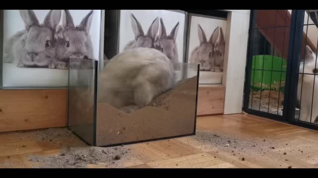 Having fun rabbit mastee karata hua kharagosh.