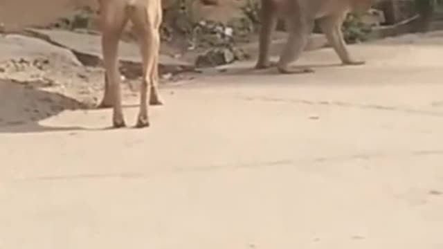Super Funny Animal Video that Will Make You Laugh Out Loud | Keep Laughing