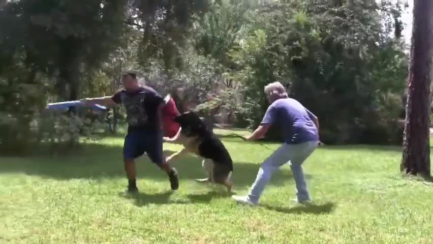 How to make a dog become super aggresive With just a few simple tricks!