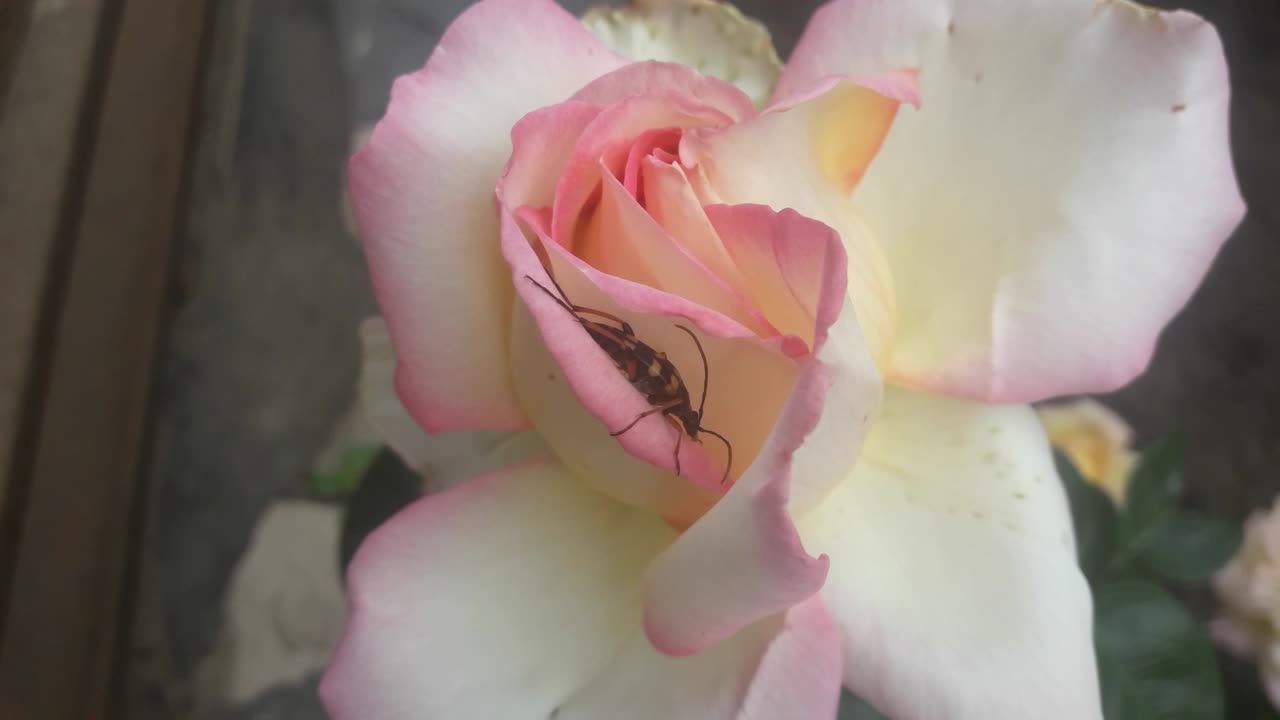 Bully in a rose
