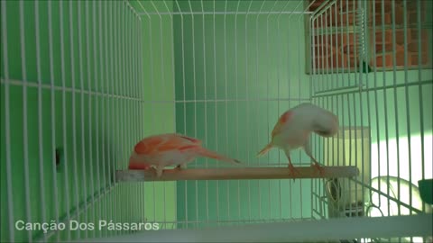 CANÁRIO Galador ESQUENTA Qualquer FÊMEA