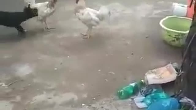 Dog was desperate to stop fight