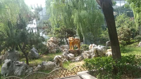 This tiger is so domineering standing on the mountain