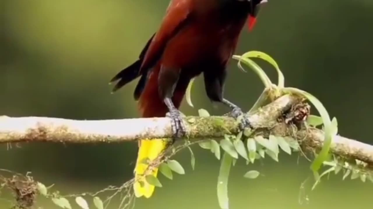 Dancing bird