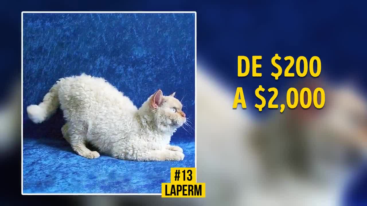 19 Gatos Fabulosos Que Cuestan Una Fortuna
