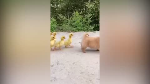A Cute Puppy Became The Boss Of Five Ducklings😍