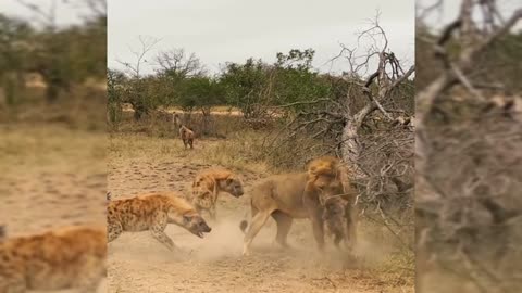 Lion attract