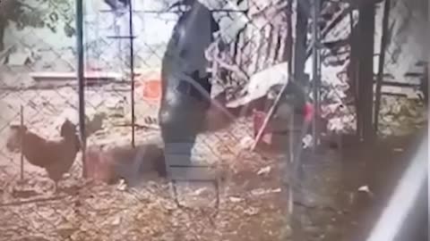 Black Goat or Dark Demon?
