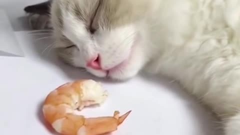 How did the sleeping cat start smelling the smell of meat While In Sleep ...Amazing Scene