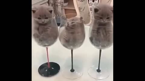 Funny cat 🐈🐈
