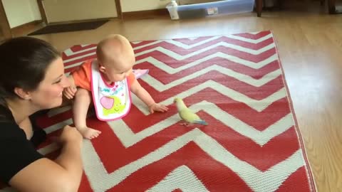 Cute Bird Falling in Love with Baby - Funny Parrots and Babies Compilation