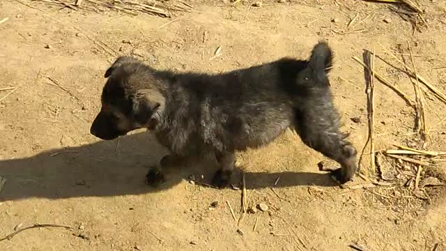 Funny 🐕🐕🐕/ Dogs_ Cute Baby Video.01/01/2022.
