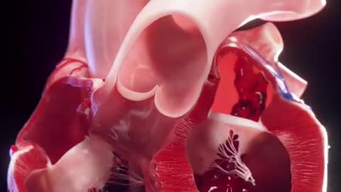 This Is How The Heart Works