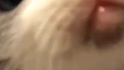 Cute little cats😊