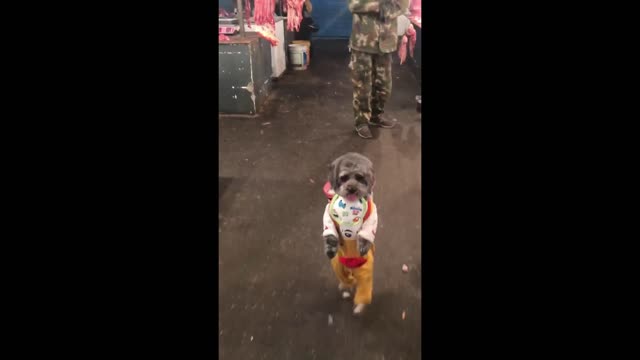 A standing dog is incredible