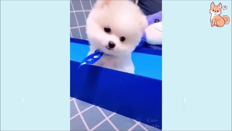 Funniest Dogs TikTOK Life Videos