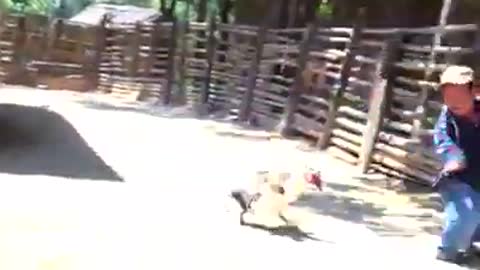 Cuidado con el pato 🦆