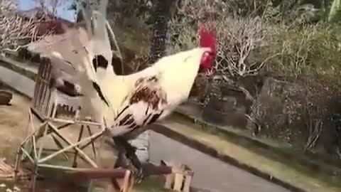 Funny Videos World 20