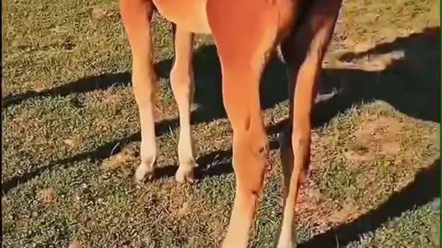 Young horses