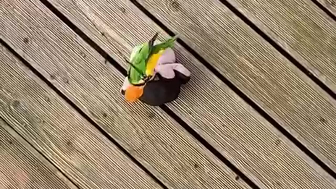 TRY NOT TO LAUGH 😆 Best Funny Videos Compilation 😂😁😆 Memes