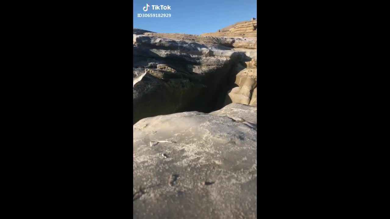 Funny cat and dogs compilation video