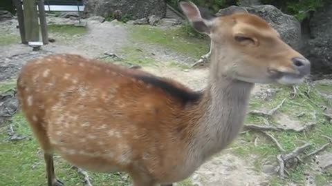 Cuddle time with a deer