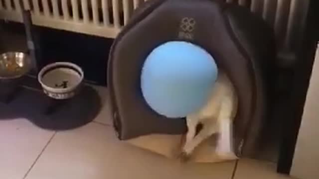 Jack Russel Takes Balloon into His House