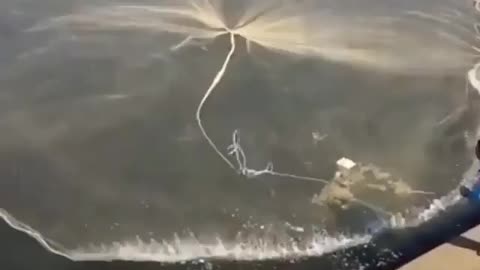 This is a beautiful and charming water-dwelling species