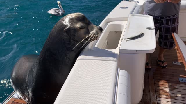 Fussy Eater aka Snooty the Sea Lion