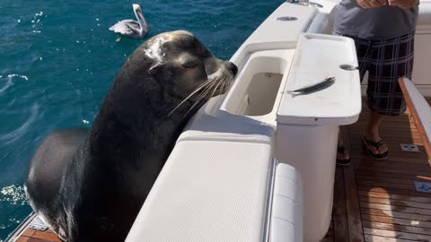 Fussy Eater aka Snooty the Sea Lion