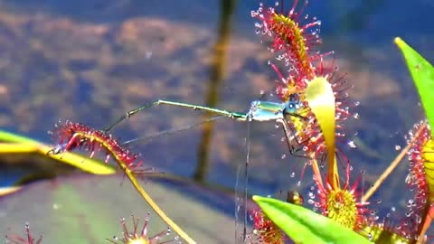 Dragonfly gets rescued from round leaf sundew