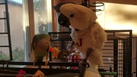 Birds Get Romantic and Share an Orange | PARROT VIDEO OF THE DAY