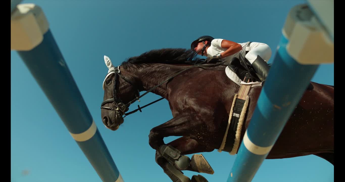 Horse jumping