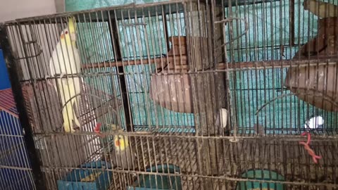 Parrots