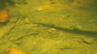 VA Gold On the Creek Slate River June 2008 4