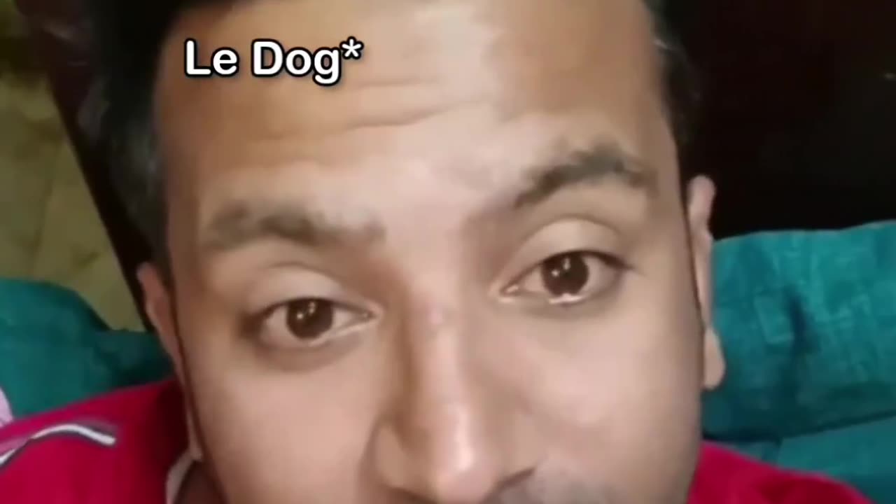 Power of rum 😂 dog v/s tiger #funny #comedy #idiotic #virelvideo