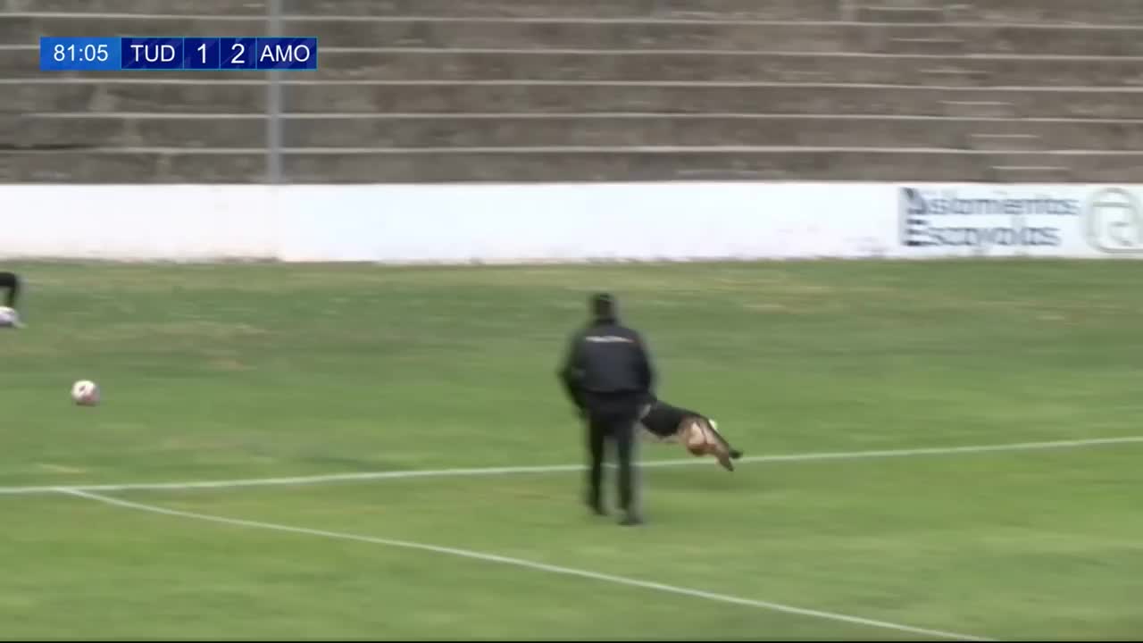Perrita interrumpe un partido de fútbol arruinando la jugada del equipo visitante