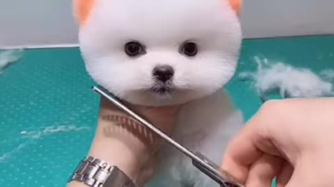 OMG Soo cute baby dog!