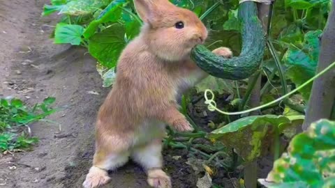 Funny animal