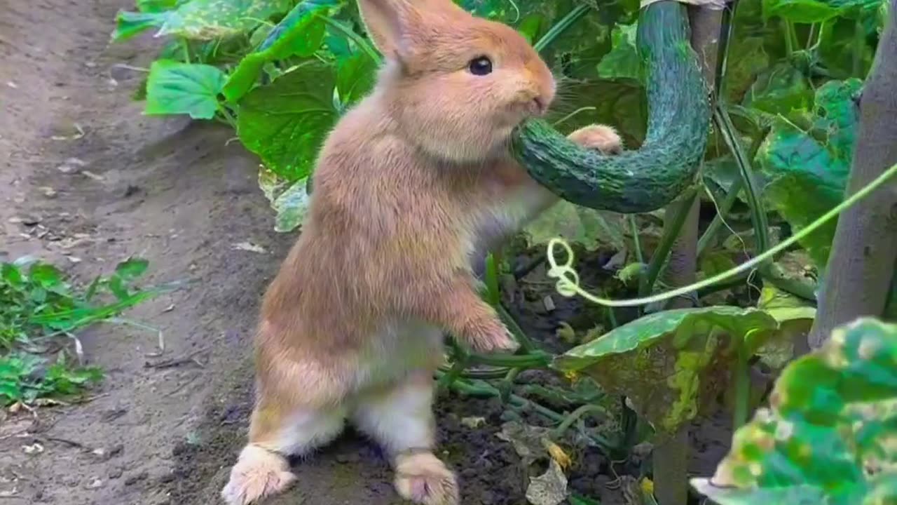 Funny animal