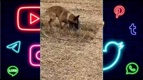 Smart_Dog_Video_2021__|27|__(1080p)