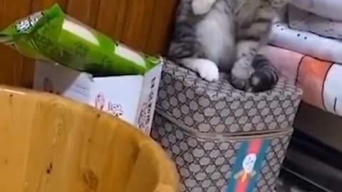 OS ANIMAIS MAIS ENGRAÇADOS E FOFOS DO TIKTOK QUE VERÁS HOJE. #2