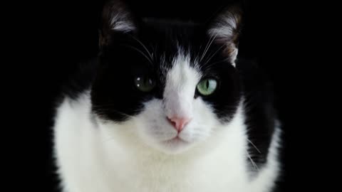 So cute black and white cat 🐈🐱 see in this camera 📷