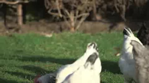 chickens outside 20