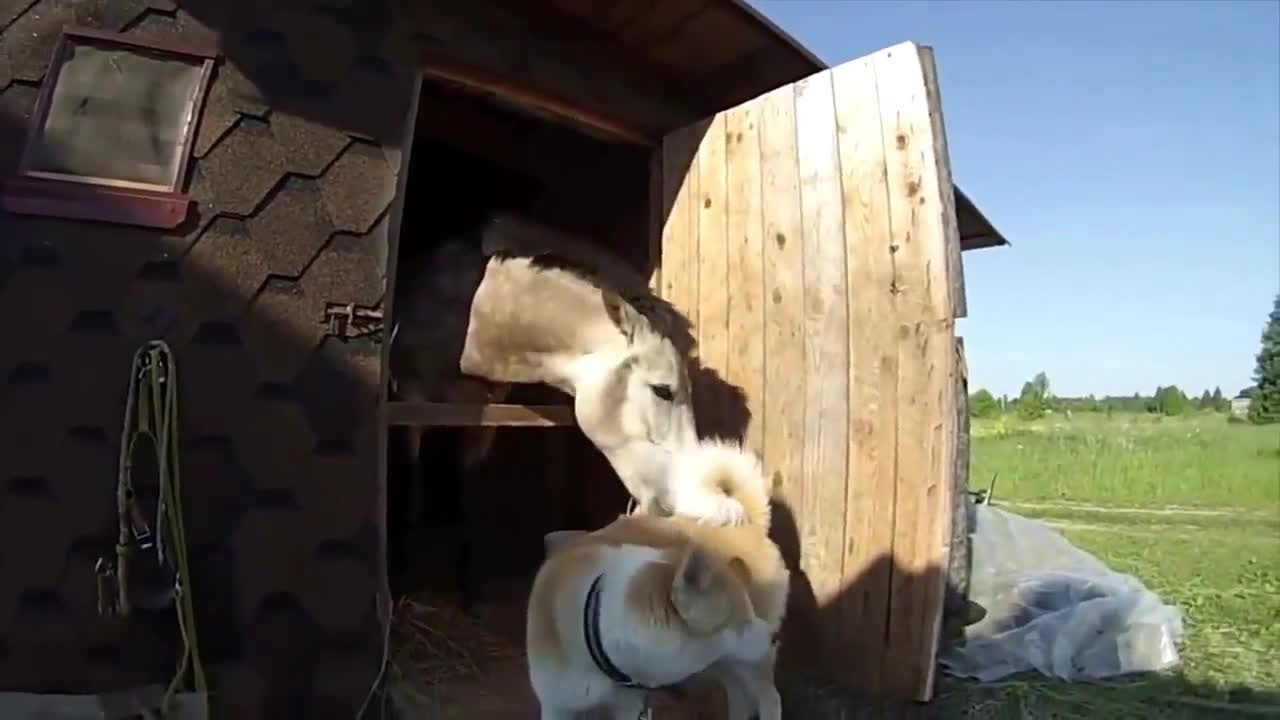 DOGS AND HORSES are friends