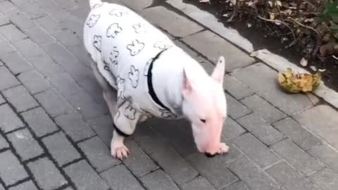 Dog is your life